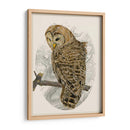 Búho Barrado Ii - Melissa Wang | Cuadro decorativo de Canvas Lab