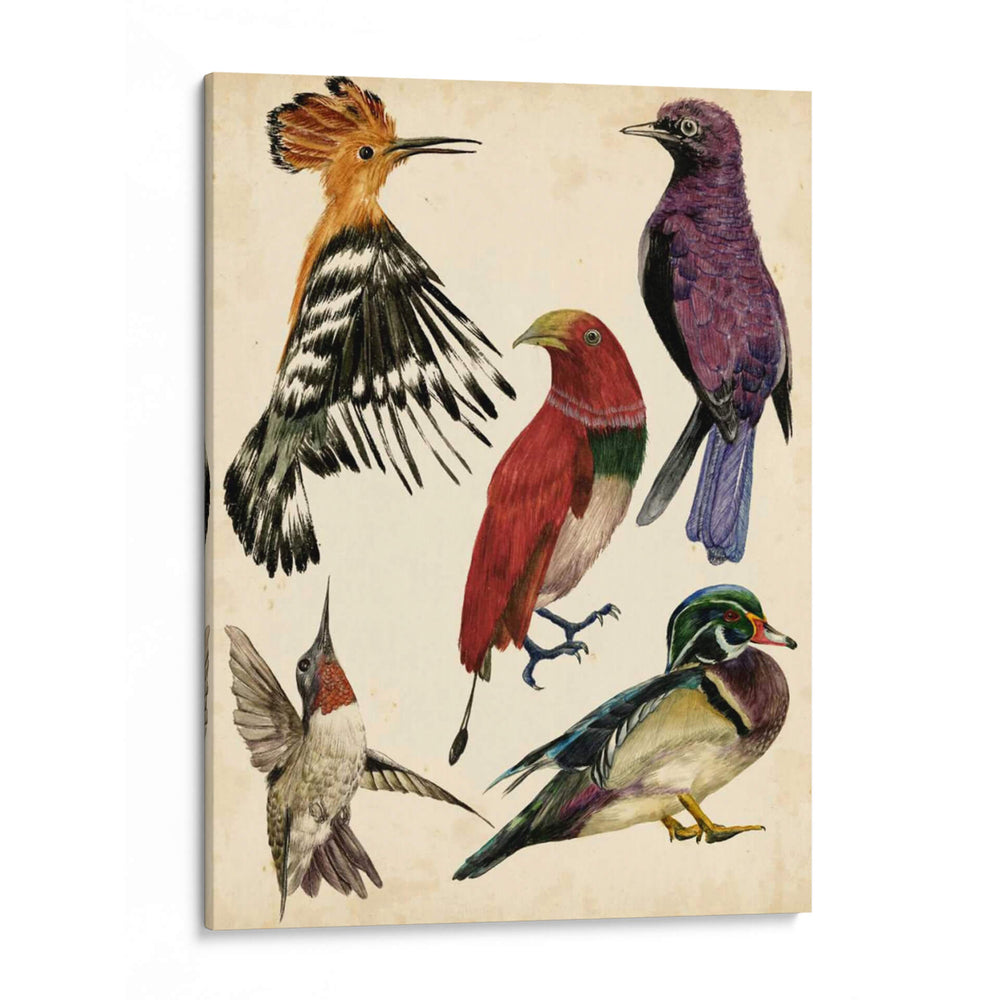 Colección De Aves Ii - Melissa Wang | Cuadro decorativo de Canvas Lab