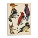 Colección De Aves Ii - Melissa Wang | Cuadro decorativo de Canvas Lab