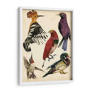 Colección De Aves Ii - Melissa Wang | Cuadro decorativo de Canvas Lab