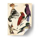 Colección De Aves Ii - Melissa Wang | Cuadro decorativo de Canvas Lab
