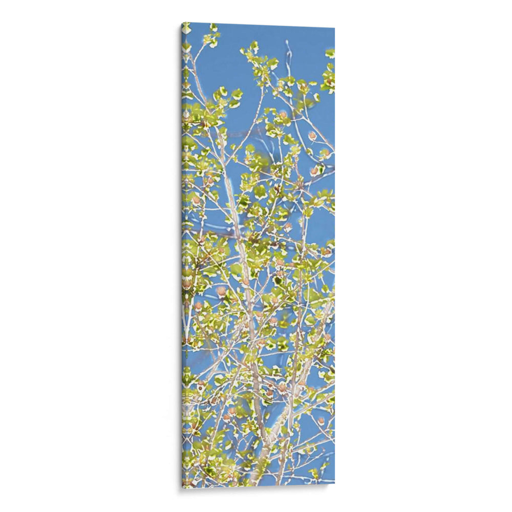 Poplars De Primavera Ii - Sharon Chandler | Cuadro decorativo de Canvas Lab