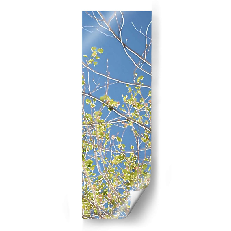 Poplars De Primavera Iv - Sharon Chandler | Cuadro decorativo de Canvas Lab