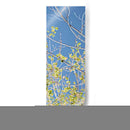 Poplars De Primavera Iv - Sharon Chandler | Cuadro decorativo de Canvas Lab