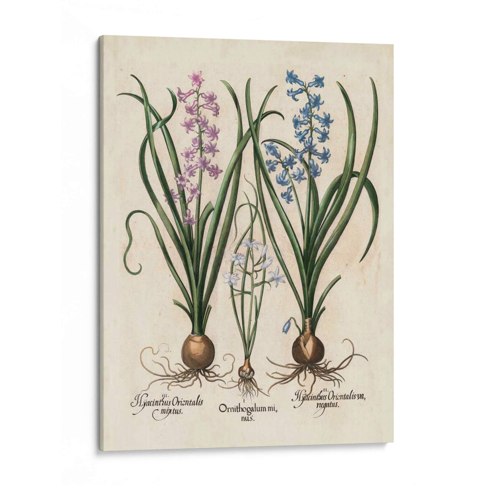 Hyacinth De Besler I - Basilius Besler | Cuadro decorativo de Canvas Lab