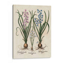 Hyacinth De Besler I - Basilius Besler | Cuadro decorativo de Canvas Lab