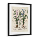 Hyacinth De Besler I - Basilius Besler | Cuadro decorativo de Canvas Lab