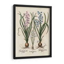 Hyacinth De Besler I - Basilius Besler | Cuadro decorativo de Canvas Lab