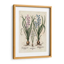 Hyacinth De Besler I - Basilius Besler | Cuadro decorativo de Canvas Lab