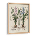 Hyacinth De Besler I - Basilius Besler | Cuadro decorativo de Canvas Lab