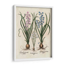 Hyacinth De Besler I - Basilius Besler | Cuadro decorativo de Canvas Lab