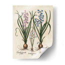 Hyacinth De Besler I - Basilius Besler | Cuadro decorativo de Canvas Lab