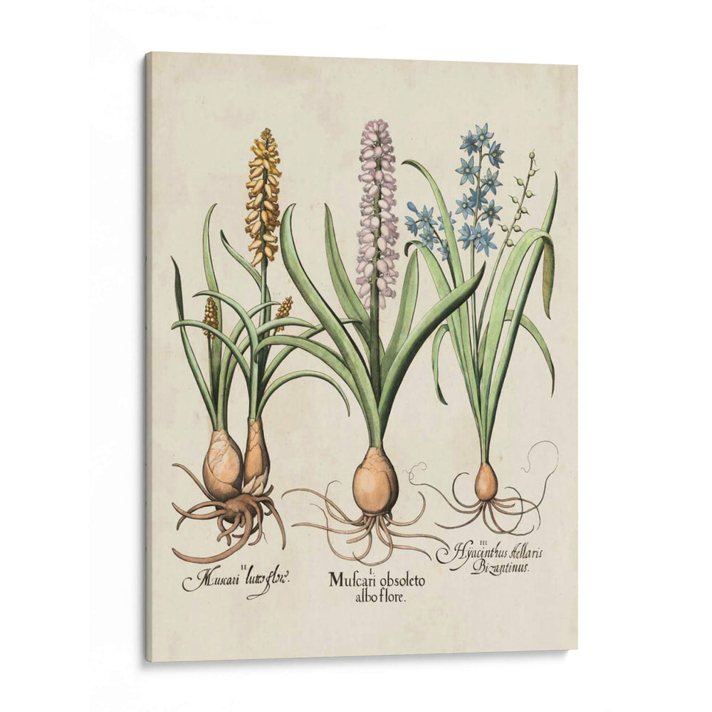 Besler Hyacinth Ii - Basilius Besler | Cuadro decorativo de Canvas Lab