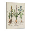 Besler Hyacinth Ii - Basilius Besler | Cuadro decorativo de Canvas Lab