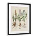 Besler Hyacinth Ii - Basilius Besler | Cuadro decorativo de Canvas Lab