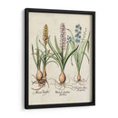 Besler Hyacinth Ii - Basilius Besler | Cuadro decorativo de Canvas Lab