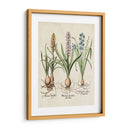 Besler Hyacinth Ii - Basilius Besler | Cuadro decorativo de Canvas Lab