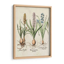 Besler Hyacinth Ii - Basilius Besler | Cuadro decorativo de Canvas Lab