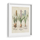 Besler Hyacinth Ii - Basilius Besler | Cuadro decorativo de Canvas Lab
