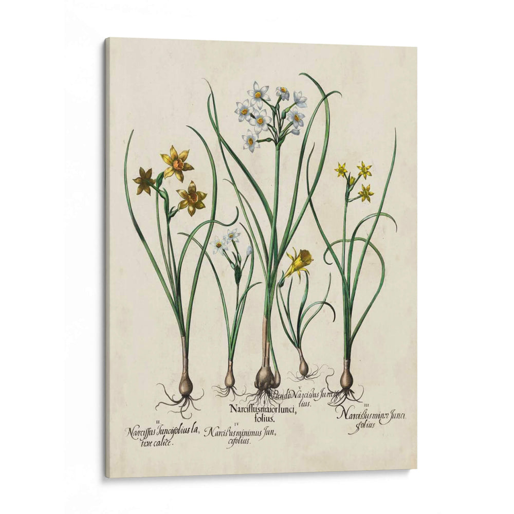 Besler Narcissus Ii - Basilius Besler | Cuadro decorativo de Canvas Lab
