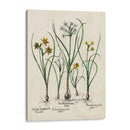 Besler Narcissus Ii - Basilius Besler | Cuadro decorativo de Canvas Lab