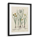 Besler Narcissus Ii - Basilius Besler | Cuadro decorativo de Canvas Lab