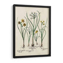Besler Narcissus Ii - Basilius Besler | Cuadro decorativo de Canvas Lab