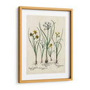 Besler Narcissus Ii - Basilius Besler | Cuadro decorativo de Canvas Lab
