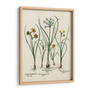 Besler Narcissus Ii - Basilius Besler | Cuadro decorativo de Canvas Lab