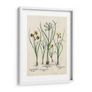 Besler Narcissus Ii - Basilius Besler | Cuadro decorativo de Canvas Lab