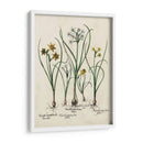 Besler Narcissus Ii - Basilius Besler | Cuadro decorativo de Canvas Lab