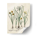 Besler Narcissus Ii - Basilius Besler | Cuadro decorativo de Canvas Lab