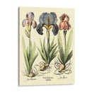 Bombilla Jardín I - Basilius Besler | Cuadro decorativo de Canvas Lab