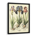 Bombilla Jardín I - Basilius Besler | Cuadro decorativo de Canvas Lab