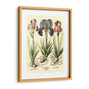 Bombilla Jardín I - Basilius Besler | Cuadro decorativo de Canvas Lab