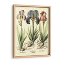 Bombilla Jardín I - Basilius Besler | Cuadro decorativo de Canvas Lab