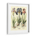 Bombilla Jardín I - Basilius Besler | Cuadro decorativo de Canvas Lab