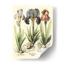 Bombilla Jardín I - Basilius Besler | Cuadro decorativo de Canvas Lab