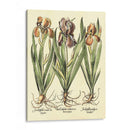 Bombilla Jardín Ii - Basilius Besler | Cuadro decorativo de Canvas Lab