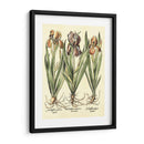 Bombilla Jardín Ii - Basilius Besler | Cuadro decorativo de Canvas Lab