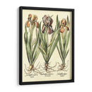 Bombilla Jardín Ii - Basilius Besler | Cuadro decorativo de Canvas Lab