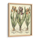 Bombilla Jardín Ii - Basilius Besler | Cuadro decorativo de Canvas Lab