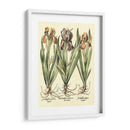 Bombilla Jardín Ii - Basilius Besler | Cuadro decorativo de Canvas Lab