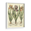 Bombilla Jardín Ii - Basilius Besler | Cuadro decorativo de Canvas Lab