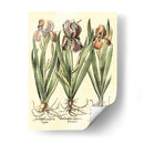 Bombilla Jardín Ii - Basilius Besler | Cuadro decorativo de Canvas Lab