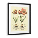 Bombilla Jardín Iii - Basilius Besler | Cuadro decorativo de Canvas Lab