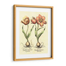 Bombilla Jardín Iii - Basilius Besler | Cuadro decorativo de Canvas Lab