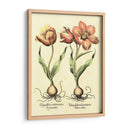 Bombilla Jardín Iii - Basilius Besler | Cuadro decorativo de Canvas Lab