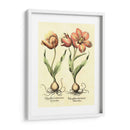 Bombilla Jardín Iii - Basilius Besler | Cuadro decorativo de Canvas Lab