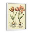 Bombilla Jardín Iii - Basilius Besler | Cuadro decorativo de Canvas Lab